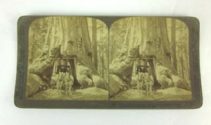 Stereoview Karte Wawona Mariposa Grove, Kalifornien Underwood und Underwood Pferde - Bild 1 von 2
