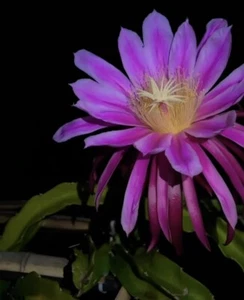 Rare dragon fruit plant 4 Cuttings (purple flower/purple flesh) - Jade Red - Picture 1 of 6