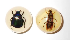 2 Magnet Resin Dome 38 mm Colorful Scarab Beetle & Yellow Wasp Glow MP38S2 - Picture 1 of 9