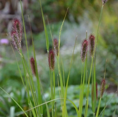 Pennisetum thunbergii 'Red Buttons' 2ltr size grass - Image 1 of 2
