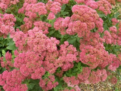 Autumn Joy Stonecrop RED SEDUM Hardy Perennial Includes 5 clumps Easy to grow - Image 1 of 2