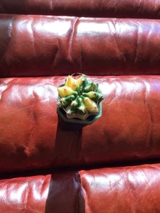 Gymnocalycium Mihanovichii Variegated Cactus Cacti Beautiful Multicolor 1.5-2 in - Picture 1 of 2