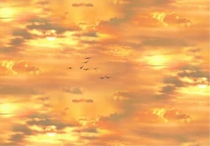 Nature Fabric - Sunflowers Orange Sky Blender - Elizabeth's Studio YARD - Picture 1 of 1
