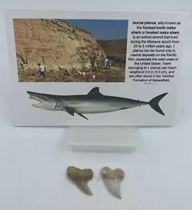 "Mako"" C. hastalis Sharktooth Hill de dientes de gancho 1-1,5 pulgadas MA96 - Imagen 1 de 3