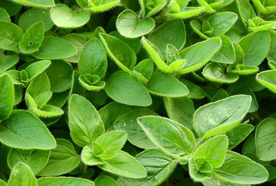 1000 Samen Echter Majoran mehrjährig - Origanum majorana - Bild 1 von 3