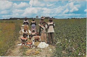 Vintage Americana Chrom Postkarte Auszeit für Wassermelone Down South Cotton - Bild 1 von 2