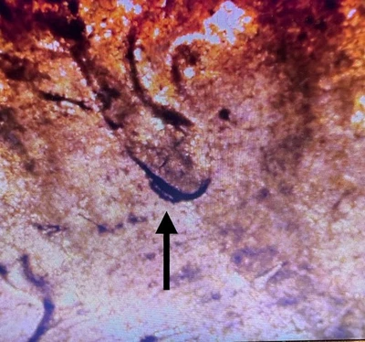 Amazing Doubled Ear 2014 D Shield Cent - Image 1 of 4