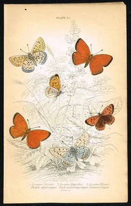 Jardín 1835 Grabado Coloreado a Mano Lycaena phlaeas - Mariposa de Cobre Común - Imagen 1 de 7