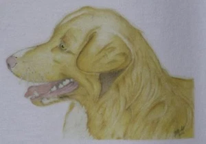 Nova Scotia Ente Tolling Retriever T-Shirt Größen 3-6 mth bis XXL. Toller - Bild 1 von 2