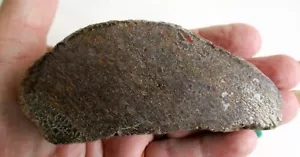 Una hermosa pieza pulida de hueso de saurópodo - Imagen 1 de 3