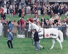 Original Press Photo Horse Racing Desert Orchid leads parade at Sandown 6.2.1993