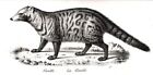 Civet Toddycat, Beautiful Antique 1842 Engraving Print (170 Years Old)