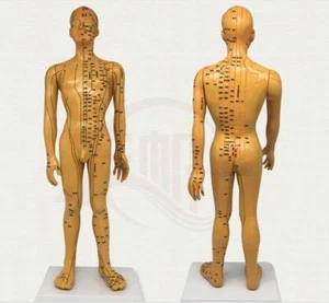 Modelo chino de masaje de acupuntura de cuerpo humano masculino/femenino - Imagen 1 de 10