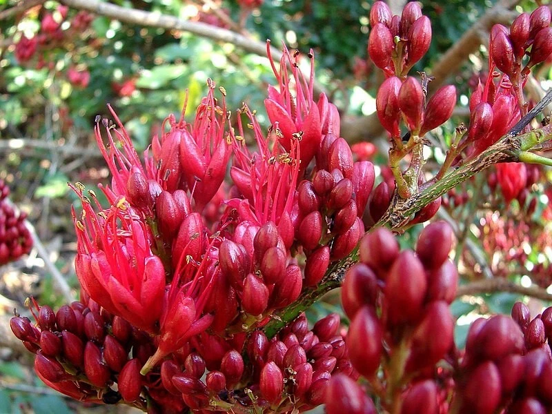 TREE FUCHSIA 5 SEEDS SCHOTIA BRACHYPETALA EDIBLE BUSHTUCKER - Image 1 of 4