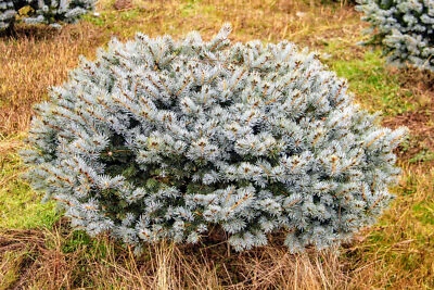 Picea pungens 'Glauca Globosa' - Colorado Spruce *Live Plant - Image 1 of 2