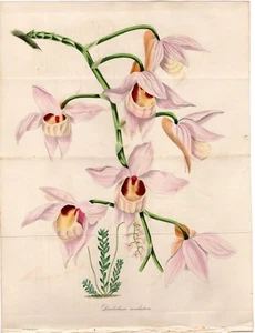 Paxton 1836 Antique hand-col. botanical print Dendrobium moschatum flower orchid - Picture 1 of 2