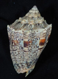 VOLUTA EBRAEA TOP - Picture 1 of 2