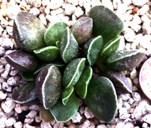 Sukkulente Pflanze--Adromischus marianiae 'Dark Side'--EIN UNBEWURZELTES BLATT! - Bild 1 von 2