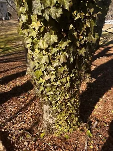 English Ivy, Flat of 50 Plants - Picture 1 of 2
