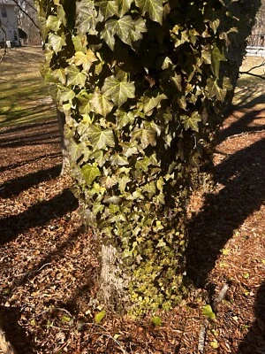 English Ivy, Flat of 50 Plants - Image 1 of 2