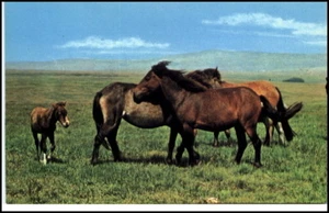 Great Britain Postcard PFERD New Forest Ponies Horse AK - Bild 1 von 1