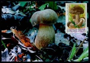 HUNGRÍA MK 1984 FLORA PLANTAS ALIMENTO SETAS CARTA MÁXIMA MC CM xb43 - Imagen 1 de 2