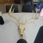 Real Deer Skull Antlers