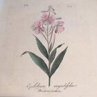 Friedrich Endler 1809 Hand Colored Botanical Original T 2 Epilobium angustifolim