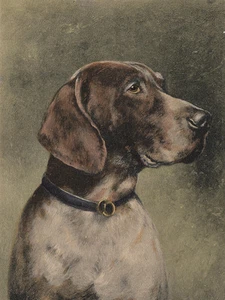 PUNTERO ALEMÁN DE PELO CORTO ENCANTADOR PERRO SALUDO NOTA TARJETA GRAN ESTUDIO DE CABEZA - Imagen 1 de 1