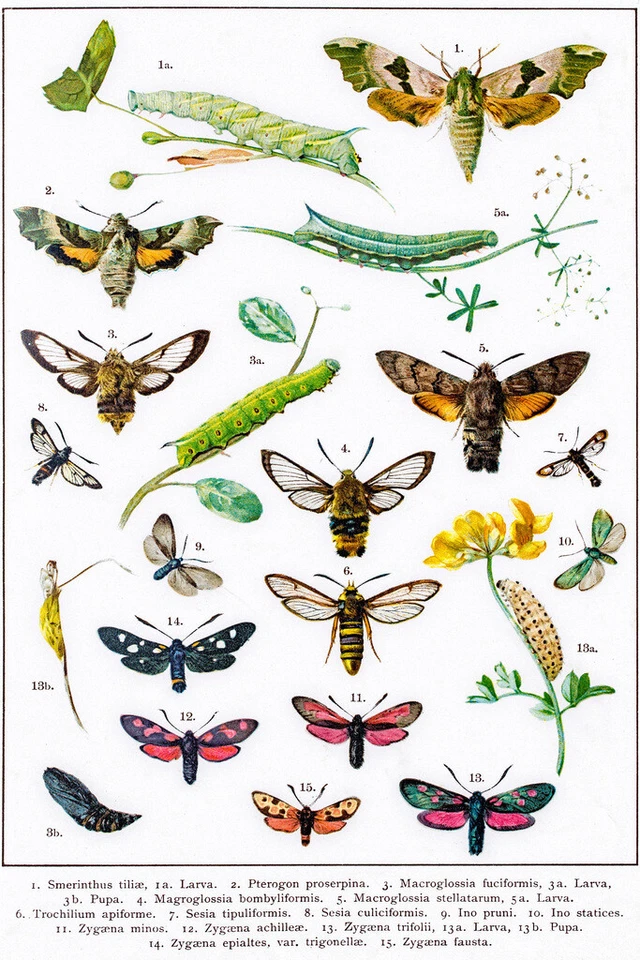 Hawkmoths Sphingids and Other Moths of Europe Art Print Poster 12x18 - Image 1 of 1