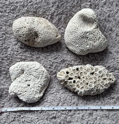 Vintage sea Coral, 4 pieces. Great Collectors Pieces. See Detailed  Pictures - Image 1 of 4