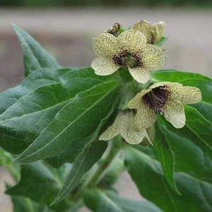 Schwarzes Bilsenkraut (Hyoscyamus niger) Bio - ca. 100 Samen - Bild 1 von 10