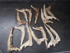 Deer Jaw Lot