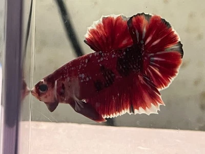 #3 a la venta Galaxia Betta súper roja dorada masculina y femenina Foto 1 de 4