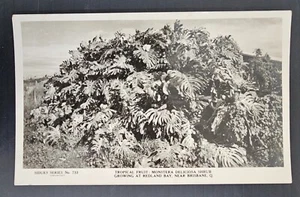 Undated Australia Sidues Series Postcard-Tropical Fruit Unused - Picture 1 of 2