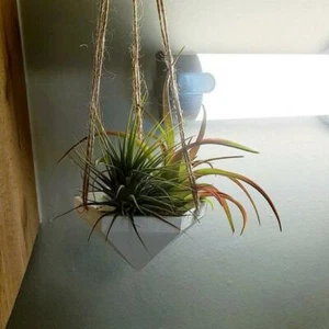 Hanging Planter | Air Plant Hanger | Air Plant Holder | Unique Planters | - Picture 1 of 2