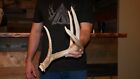 Big 71" 5pt Whitetail Deer Shed Antlers Rack Taxidermy