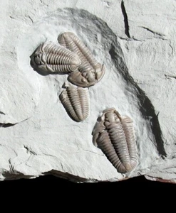 EXTINCTIONS - ULTRA RARE NATURAL PLATE OF FIVE PRONE FLEXICALYMENE TRILOBITES! - Picture 1 of 4
