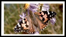 Grandee British Butterflies 1983 - Painted Lady No. 9