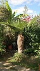 Trachycarpus Fortunei Naini Tal - Chusan Palm - 10 Seeds