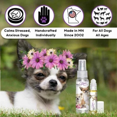 Chihuahua Relax Dog Aromatherapy | Calms Anxious, Scared, Tense Dogs Naturally - Image 1 of 4