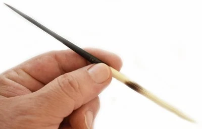 African Porcupine Quill (ea.) 6" Thick. Hair Sticks, Art, Native Crafts, Deco - Image 1 of 4