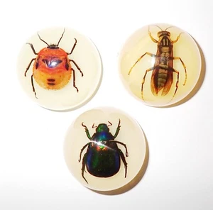 3 Magnet Resin Dome 38 mm Colorful Scarab Beetle, Flower Bug, Yellow Paper Wasp - Picture 1 of 13