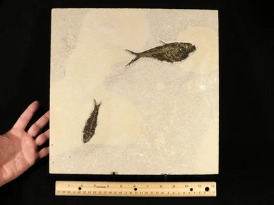 TWO Species! Diplomystus and Knightia FISH Fossil in HUGE Matrix Wyoming 2492gr - Image 1 of 4