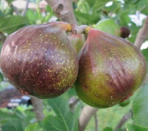 Olympian Fig ( ficus carica ) - Live Plant - ( 1 QT ) - Picture 1 of 5