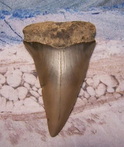 MAKO SHARK TOOTH 2 5/8" SHARKS TEETH MEGALODON FOSSIL JAW SCUBA DIVE FISHING GEM - Picture 1 of 4