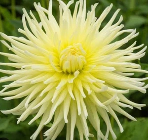 Dahlia : Morning Beauty : $41.90  For 2 Bulbs : Free Postage - Foto 1 di 1