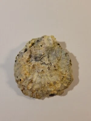 Hand Picked Sea Shell - Eastern American Oyster - Image 1 of 4