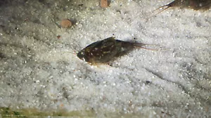 Triops Cancriformis Simplex Urzeitkrebse mit ca. 50 Eier inkl. Futter - Bild 1 von 4