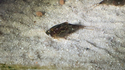 TRIOPSSHOP Triops Cancriformis Simplex cangrejos primitivos con aprox. 50 huevos incl. alimento